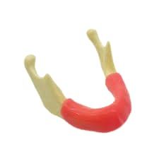 NMD Nexus Medodent Dental Implant Practice Mandible With Gingiva Model For Practicing Implant Drilling, Suturing Flap Cutting (Pack of 1pcs)