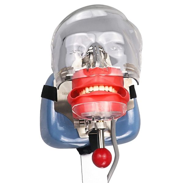 NMD Nexus Medodant Chair Phantom Head Model with Bench Mount on Chair Dentist Training Teaching Model